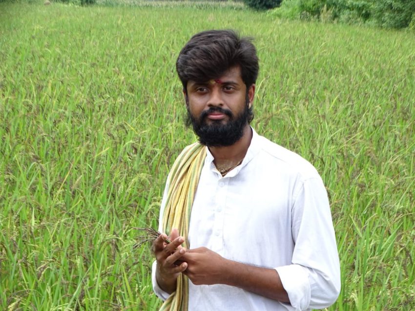 Young farmer cultivates black rice