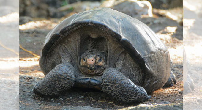 Feared extinct for 112 years, rediscovered Galapagos Tortoise in need of a mate