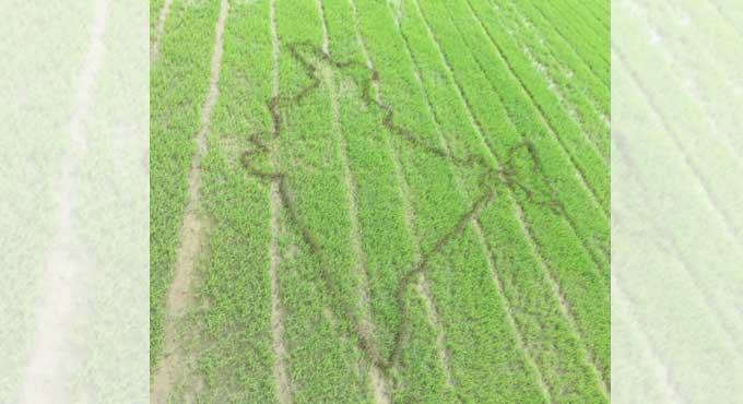 Karimnagar farmer plants India map in paddy field