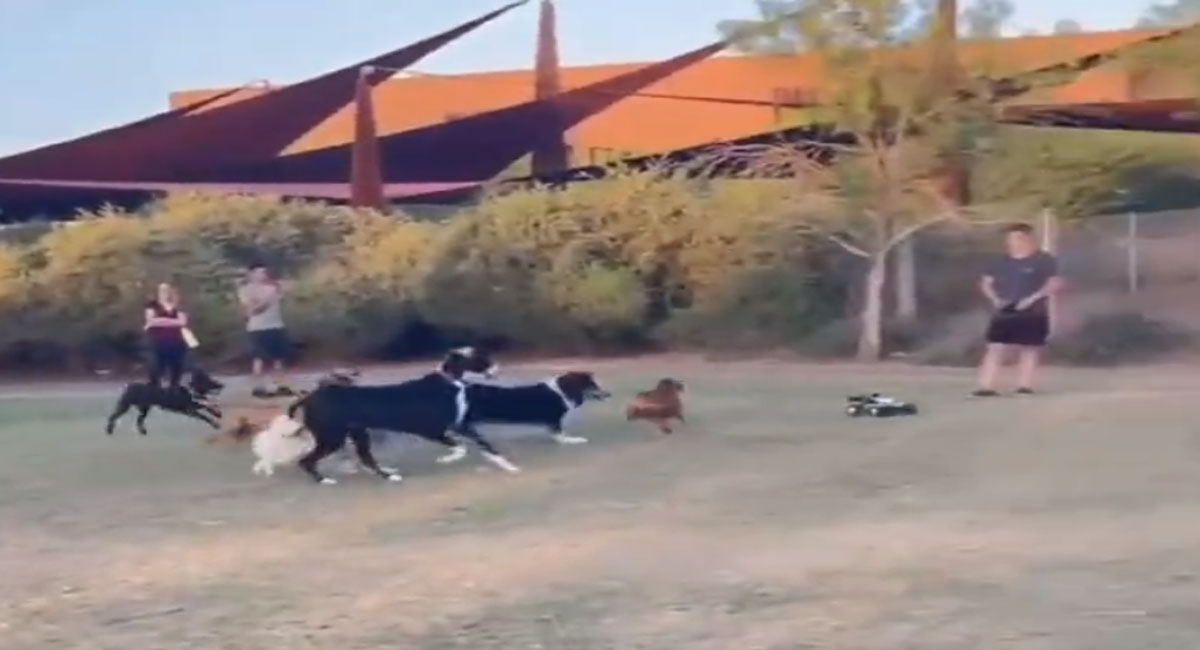 dogs chasing rc car