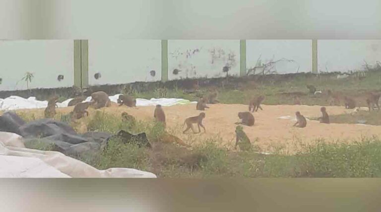 Marauding monkeys deter Suryapet ryots from choosing alternative crops