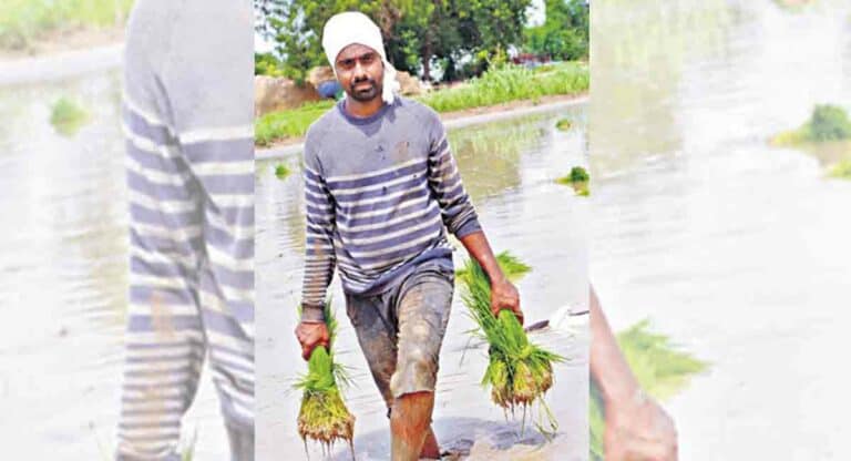 Suryapet: Techie on WFH logs into farming, reaps profits