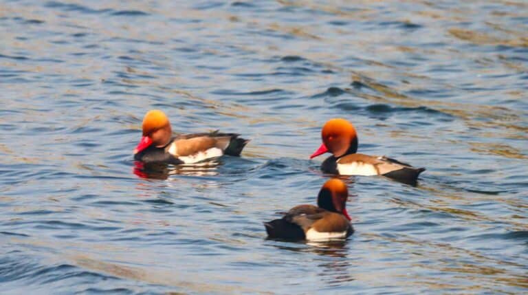 Red-crested Pochards spotted in Adilabad