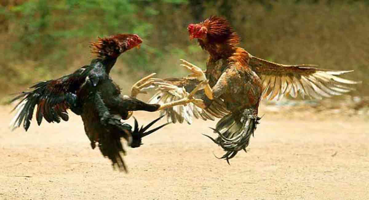 Cock-fights-------2