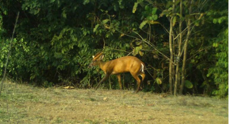 Telangana: Indian Muntjac found in Asifabad forests after 25 years